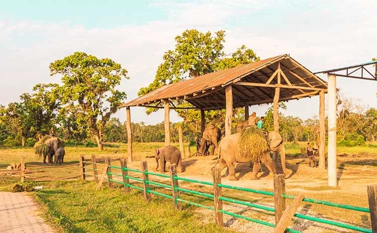 Elephant Breeding Center