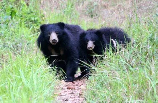 Sloth Bear