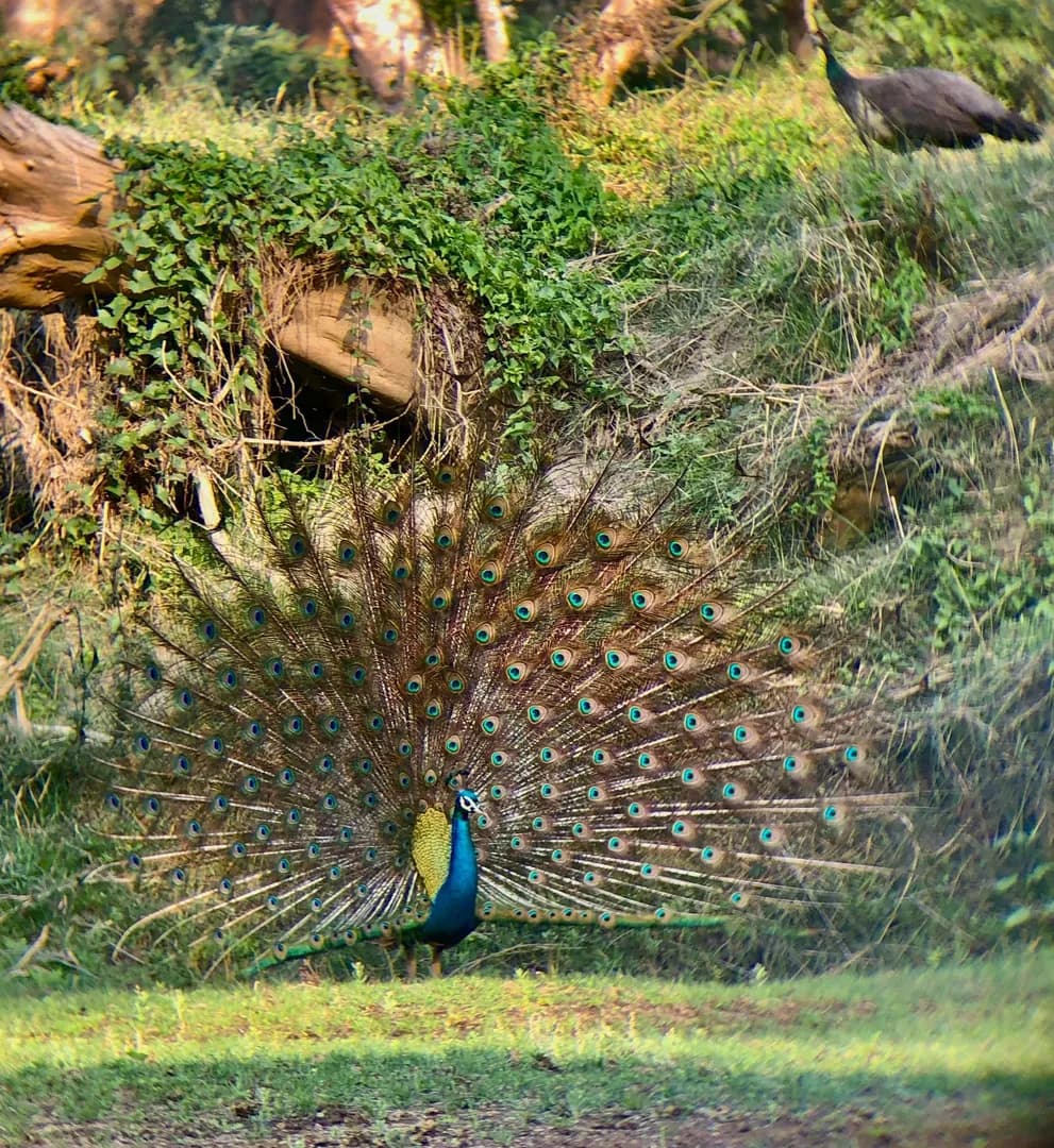 Visit the national park